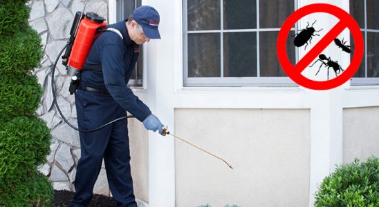 Sandıklı Dezenfeksiyon böcek ilaçlama ve haşere kontrolü — ilaclama-tr.com